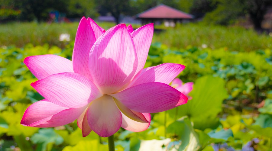 【トップページカルーセル】蓮の花