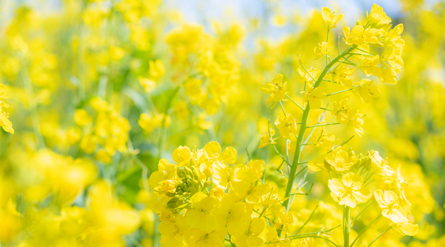 【トップページカルーセル】菜の花