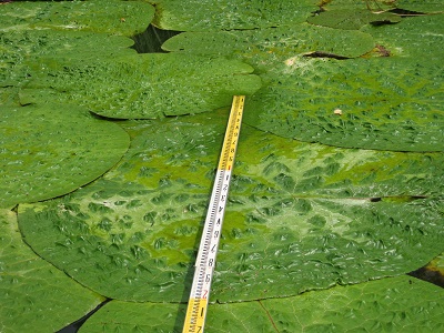 最盛期のオニバスの浮葉の画像