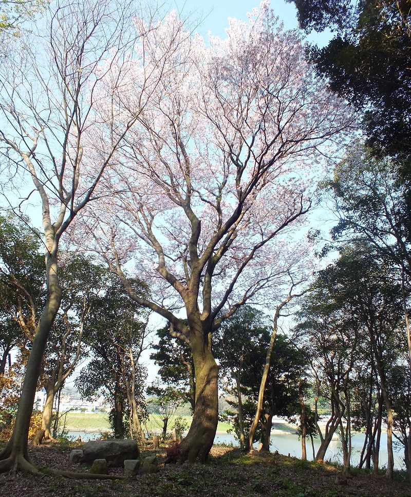 島津のヤマザクラ（1号木）の画像