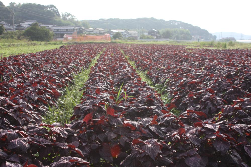 芳香赤しその収穫を取材しましたの画像1