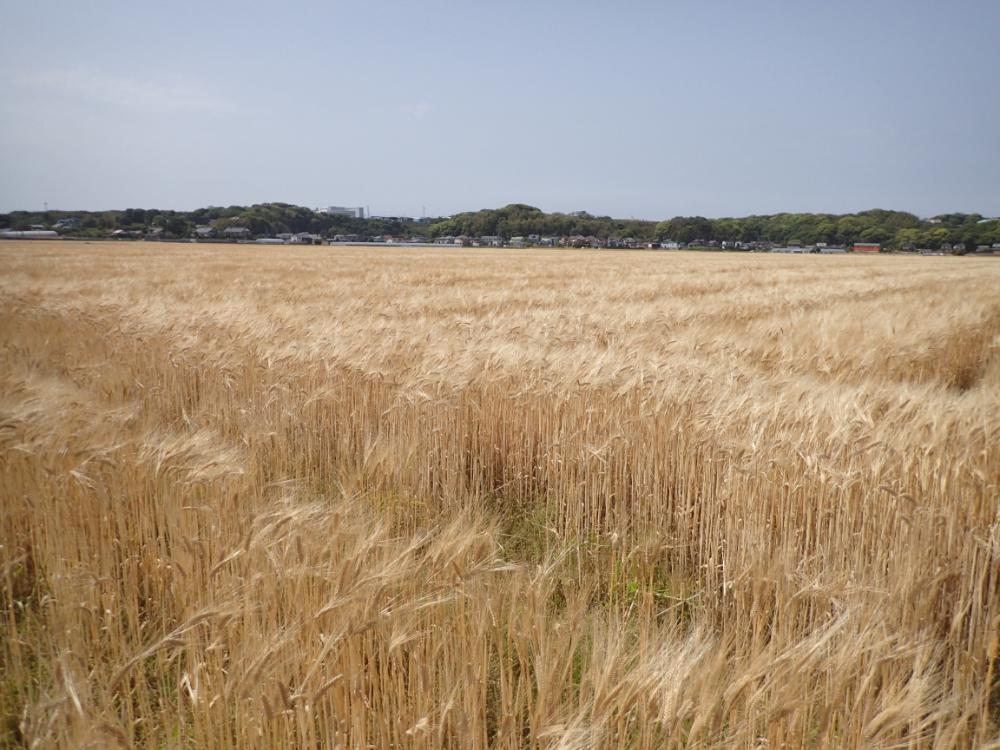 麦の収穫時期を迎えていますの画像1