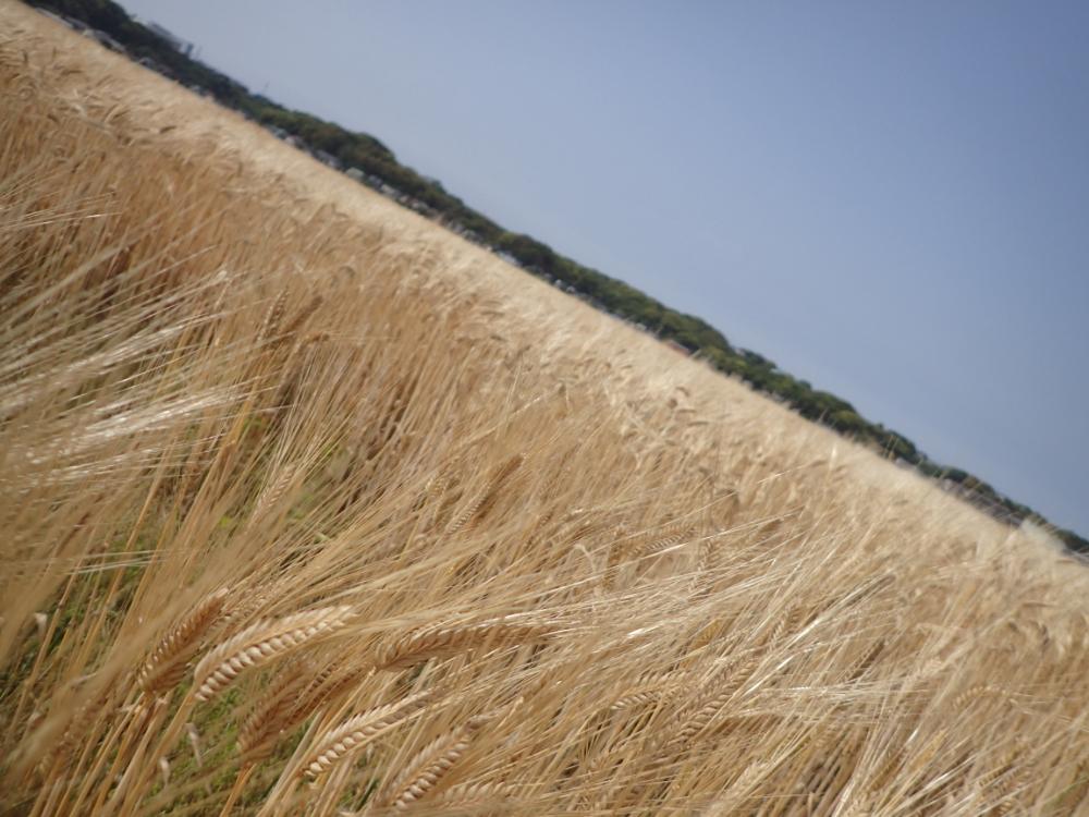 麦の収穫時期を迎えていますの画像2