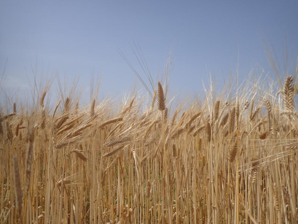 麦の収穫時期を迎えていますの画像3