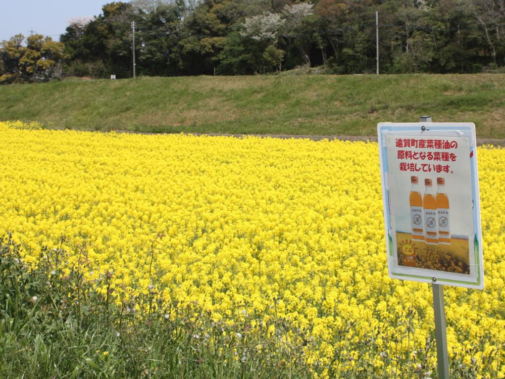 れんげ菜の花マップの画像1