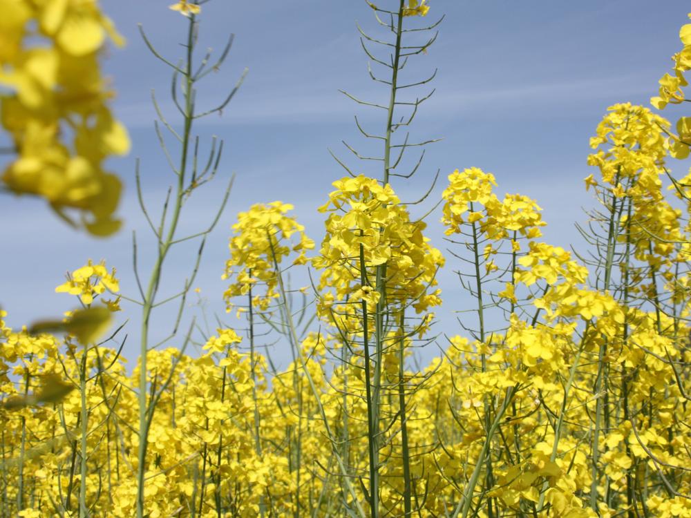 れんげ菜の花マップの画像3