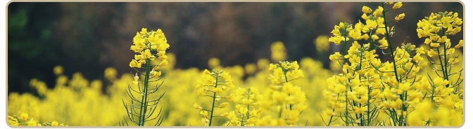 2.春になると一面の菜の花畑になります。の画像