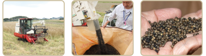 3.梅雨前に種ができ、乾燥してくると刈り取りの時期です。の画像