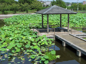 島津峯ヶ浦池公園風景