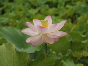 島津峯ヶ浦池公園の蓮の花（平成24年7月撮影）