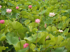 島津峯ヶ浦池公園の蓮の花（平成24年7月撮影）