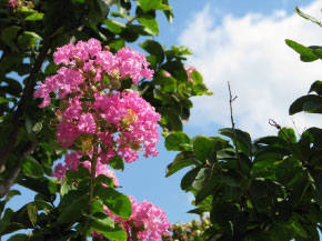 サルスベリの花の写真