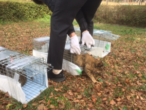 不妊・去勢手術完了後の猫を元に場所へ戻す