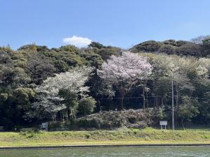 島津のヤマザクラ