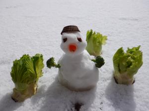 雪だるまくんとつぼみ菜