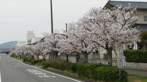 遠賀町松の本西川沿いの桜の写真