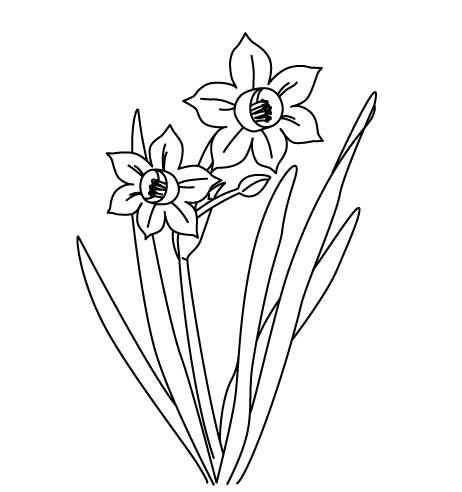 スイセン